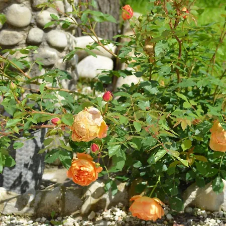 Bed and breakfast La Terrazza Del Subasio Asís